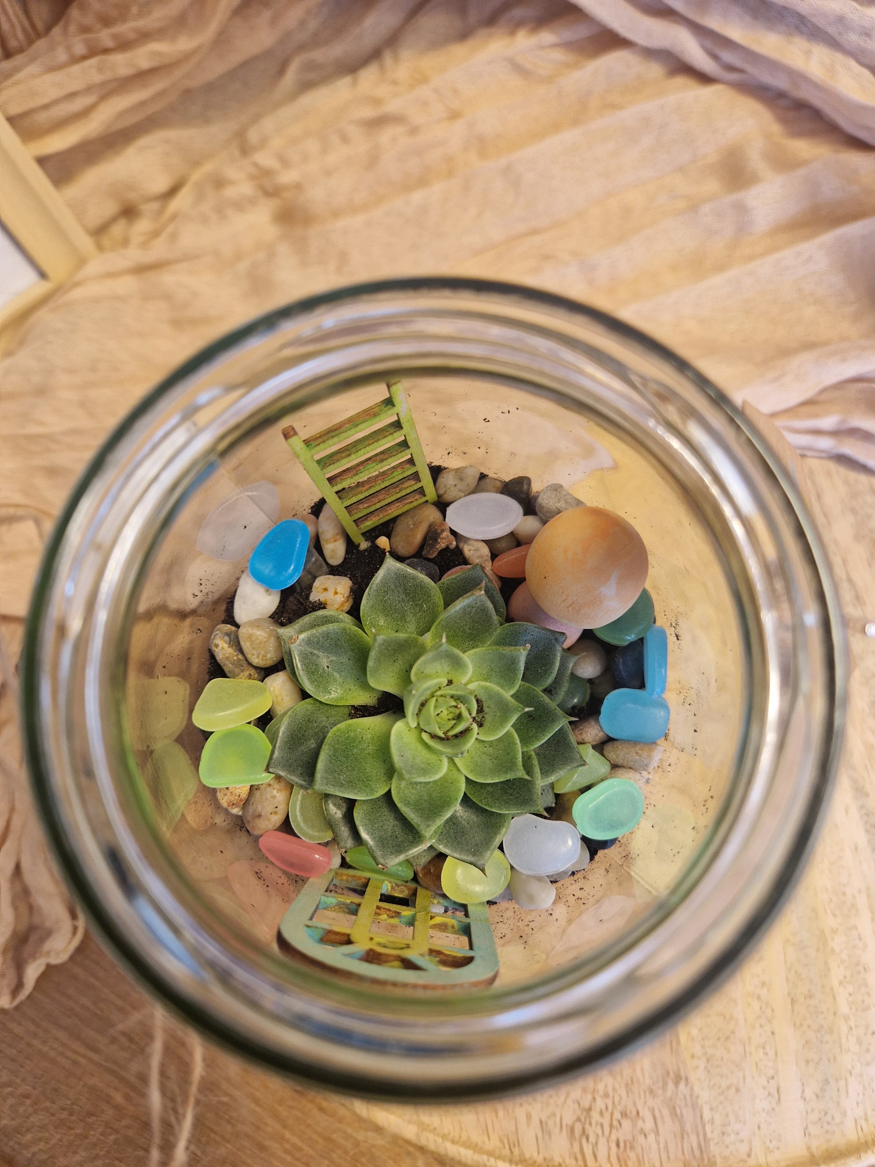 Grüne Sukkulente in einem Glas, dekoriert mit bunten Kieselsteinen, einer Miniaturleiter und einer Holzkugel.
